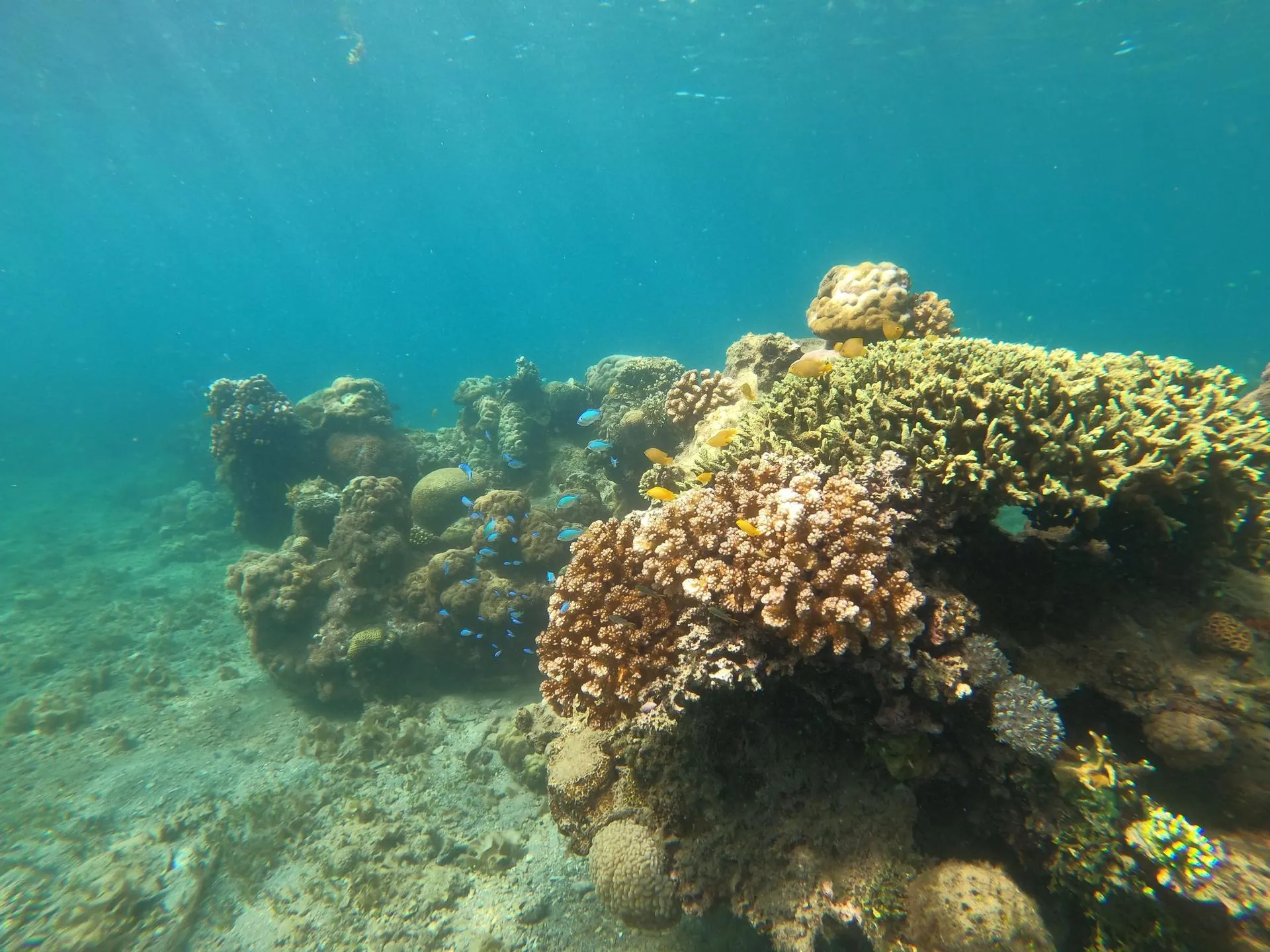 Coral reef in clear turquoise water, ocean protection from plastic waste