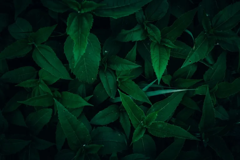 Dense dark green leaves, a backdrop for honest talk on greenwashing in sportswear