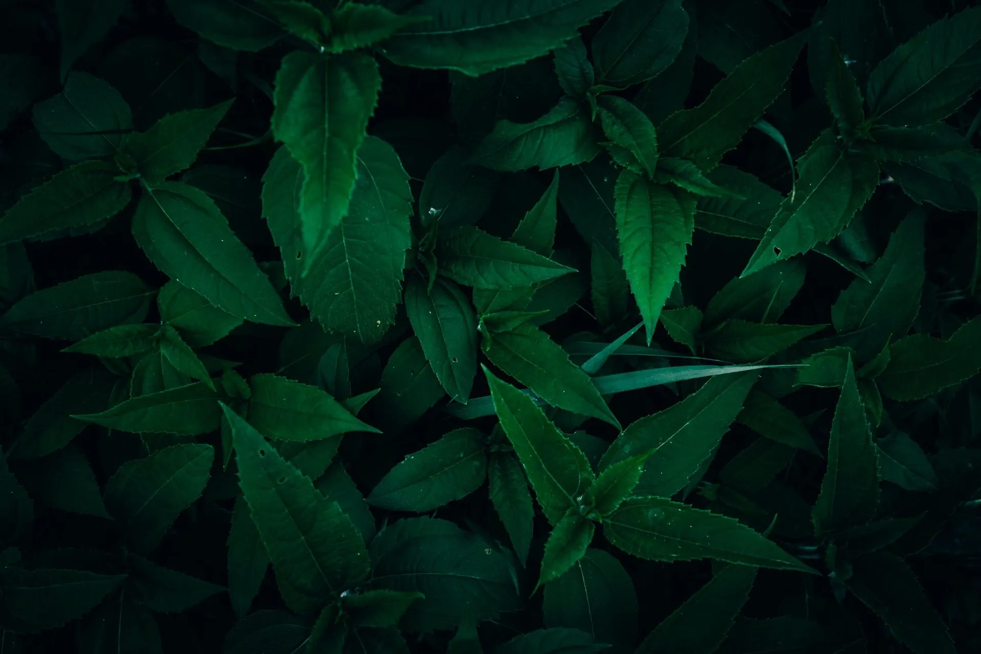 Dense dark green leaves, a backdrop for honest talk on greenwashing in sportswear